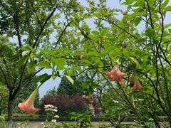 -桤木河湿地公园