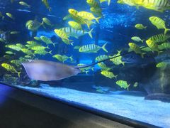 -太平洋海底世界