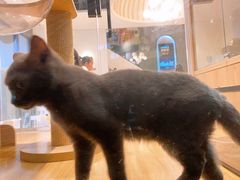-啵啵喵·猫咖(攀华国际店)