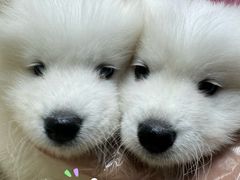 -翊宠yipet猫狗购宠庄园犬舍•猫舍