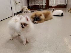 -共舞时光猫咖·狗咖(新街口店)