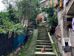 -南山植物园