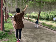 -嘉定紫藤园