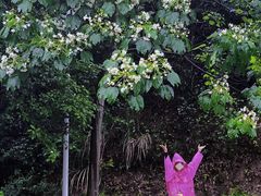 -火炉山森林公园