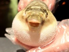 -肆月河豚·淮扬菜·湘菜(华天店)