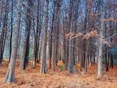 -溱湖国家湿地公园