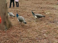 百鸟园-黄海国家森林公园