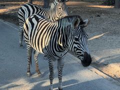 -清迈夜间动物园