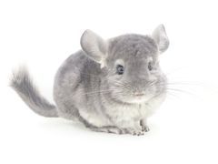 -龙猫仔乐园(惠福东路店)