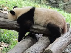 -都江堰中华大熊猫苑