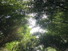 环境超棒哦-成都大熊猫繁育研究基地
