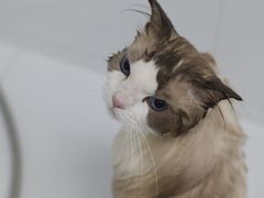 -瑞鹏宠物医院犬猫全科(真大分院)