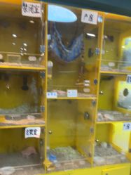 点击看大图 -神奇动物撸宠馆·羊驼·小浣熊·异宠(豫园店)