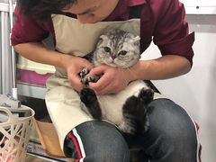 -李小姐の猫咖啡馆(五角场店)