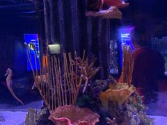 -暹罗海洋世界