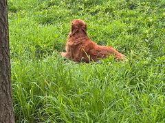 -达爱动物医院·犬猫分区·CT·复杂眼科(远洋山水分院)