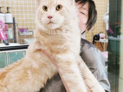 -十年猫舍·猫咪专门店(普陀店)