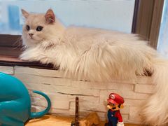 -猫在这儿猫咪咖啡馆·撸猫馆