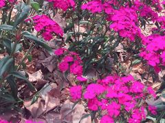 -松山湖梦幻百花洲
