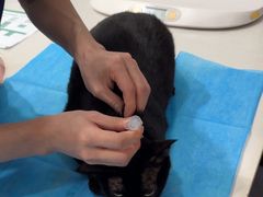 -伟伟宠物医院·CT影像中心·瑞派犬猫综合性门诊(汉口总院)