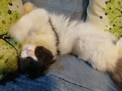 -李小姐の猫咖啡馆(五角场店)