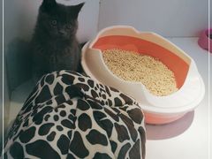 -龟与熊猫宠物公园(南坪店)
