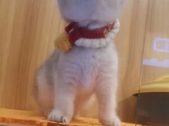 -欣宠猫屋·矮脚拿破仑·蓝金金渐层