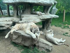 -北京野生动物园