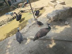 -武汉紫薇都市田园