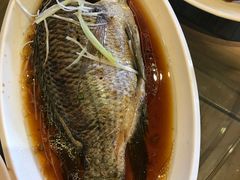 清蒸罗非鱼-大槐树民俗饭店-中餐(大槐树寻根祭祖园店)