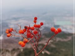 -北京西山国家森林公园