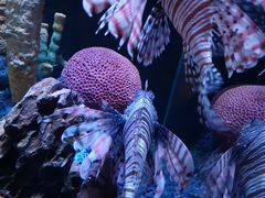 -海合安天津极地海洋公园