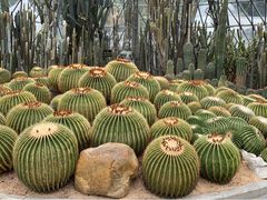 -深圳仙湖植物园