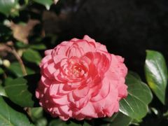 -中国科学院华南植物园