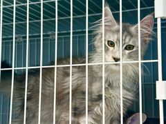 -翊宠yipet猫狗购宠庄园犬舍•猫舍