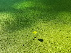 -渌洋湖湿地公园