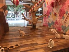 -袖虎·猫馆(体育西路店)