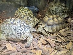 -大连森林动物园