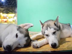 -Husky Go! 哈士奇体验馆·宠物咖啡厅狗咖