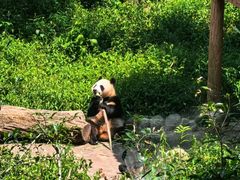 -中国大熊猫保护研究中心雅安碧峰峡基地