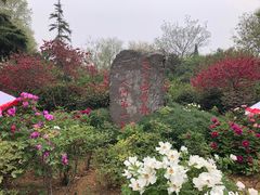 -洛阳市牡丹公园