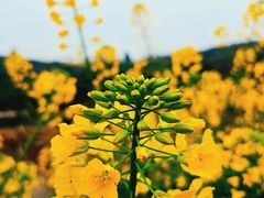 -中国天府农业博览园