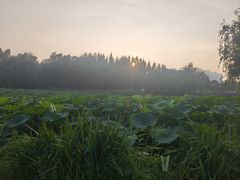 -前关湿地公园