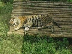 -大连森林动物园