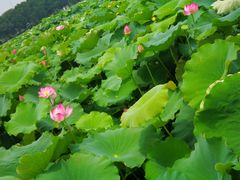 -荷塘月色湿地公园·向阳花洲