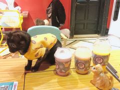 -猫色咖啡·猫咖