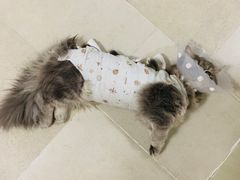 -纳吉亚猫专科动物医院博雅分院