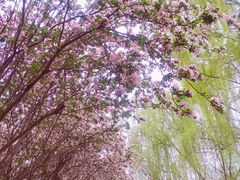 -石家庄市植物园
