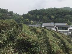 -龙井村