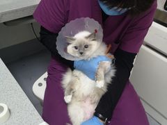-达爱动物医院·犬猫分区·CT·复杂眼科(远洋山水分院)